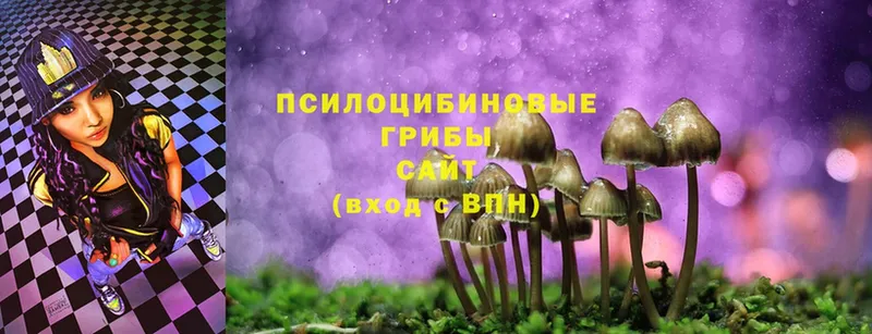 где продают   Волхов  Галлюциногенные грибы Psilocybine cubensis 